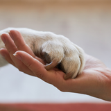 Grieving the Loss of a Pet: Coping with the Heartbreak of Saying Goodbye