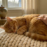 Cat Euthanasia and Cremation Costs: What to Expect at the Vet and Crematory