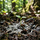 Are Human Ashes Bad for the Environment? What Happens in Soil and Water (Plus Best Practices)