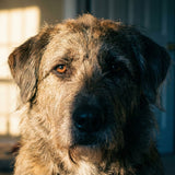 Behavioral Euthanasia: The Unique Stigma of Putting a Dangerous Dog Down