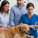 Bloat (GDV) Emergency Decisions: Recognizing Signs Fast and Understanding Surgery vs. Euthanasia Choices