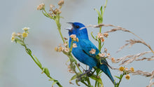 Bluebird Meaning After a Loss: Symbolism, Comfort Traditions, and Gentle Ways to Honor It