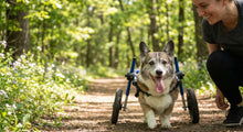 Bucket Lists for Terminally Ill Pets: Ideas for Every Mobility Level - Funeral.com, Inc.