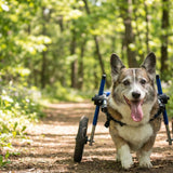 Bucket Lists for Terminally Ill Pets: Ideas for Every Mobility Level