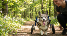 Bucket Lists for Terminally Ill Pets: Ideas for Every Mobility Level