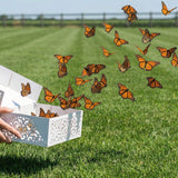 Butterfly Releases: Native Species, Environmental Risks, and Safer Ways to Honor a Loved One - Funeral.com, Inc.