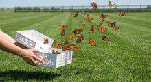 Butterfly Releases: Native Species, Environmental Risks, and Safer Ways to Honor a Loved One - Funeral.com, Inc.