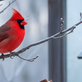 Cardinal Symbolism in Grief: What Different Cultures Say + 40 Comforting Quotes