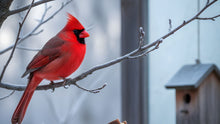 Cardinal Symbolism in Grief: What Different Cultures Say + 40 Comforting Quotes