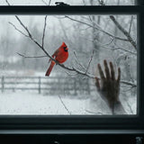 Cardinals and Grief: Meaning, Symbolism, and What to Say (Without Being Awkward)