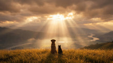 Do Pets Go to Heaven? How Different Religions and Traditions Answer the Question