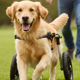 Dog Wheelchairs and Mobility Aids: When They Help, How to Fit Them, and Quality-of-Life Tips - Funeral.com, Inc.