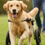 Dog Wheelchairs and Mobility Aids: When They Help, How to Fit Them, and Quality-of-Life Tips - Funeral.com, Inc.