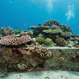 Eco Memorials: Eternal Reefs, Tree Planting, and Other Earth-Friendly Ways to Remember Someone