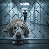 Euthanasia at the Shelter: The Trauma of Surrendering a Sick Pet