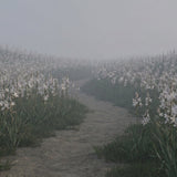 Fields of Asphodel: The ‘Middle’ Afterlife in Greek Myth (Not Heaven, Not Hell) - Funeral.com, Inc.