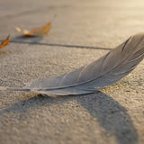 Finding a Gray Feather: Spiritual Meanings, Symbolism, and Common Interpretations - Funeral.com, Inc.