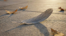 Finding a Gray Feather: Spiritual Meanings, Symbolism, and Common Interpretations - Funeral.com, Inc.