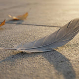 Finding a Gray Feather: Spiritual Meanings, Symbolism, and Common Interpretations - Funeral.com, Inc.