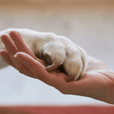 Grieving the Loss of a Pet: Coping with the Heartbreak of Saying Goodbye - Funeral.com, Inc.