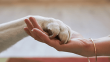 Grieving the Loss of a Pet: Coping with the Heartbreak of Saying Goodbye - Funeral.com, Inc.