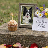 Handling Pet Loss Anniversaries With Grace