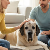 Helping Kids When a Pet Is Dying: Honest Language That Isn’t Traumatizing - Funeral.com, Inc.