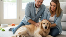 Hemangiosarcoma: Why Sudden Bleeds Happen and What to Do When a Dog Collapses - Funeral.com, Inc.