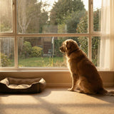 How Long Does Pet Grief Last? Signs of Grieving in Dogs and Cats (and How to Help)
