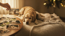 How to Create a Peaceful Final Day for Your Pet - Funeral.com, Inc.