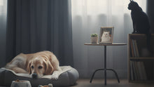 Is Your Pet Grieving? Signs of Depression in Dogs and Cats After a Loss - Funeral.com, Inc.