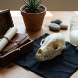 Keeping a Pet Skull: Legal and Ethical Considerations and Safe, Respectful Cleaning Options - Funeral.com, Inc.