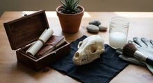Keeping a Pet Skull: Legal and Ethical Considerations and Safe, Respectful Cleaning Options
