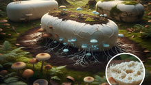 Mushroom Coffins Explained: The Loop Living Cocoon and Other Mycelium Casket Options in the U.S.