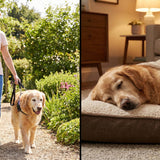 Palliative Care vs. Hospice for Pets: Understanding Your Options