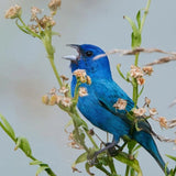 Bluebird Symbolism and Grief Resources