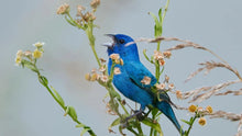 Bluebird Symbolism and Grief Resources