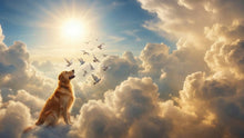 Do Animals Go to Heaven? Faith, Grief, and Practical Guidance