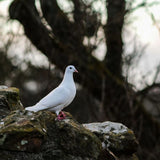 Dove Symbolism in Grief Explained