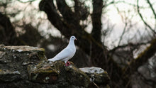 Dove Symbolism in Grief Explained