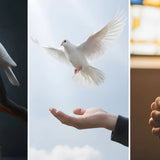 Dove Symbolism in Grief: Finding Peace, Hope, and Spiritual Comfort