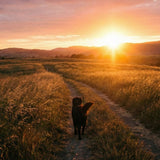 Finding Comfort After Losing a Dog: Memorials, Faith, and Meaningful Keepsakes