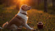 Guide to Scattering Pet Ashes