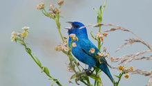 Honoring Loss: Bluebird Symbolism, Memorial Ideas, and Cremation Choices
