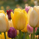 Tulip Symbolism & Thoughtful Memorial Gifts