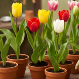 Tulips and Memorial Planning: A Guide