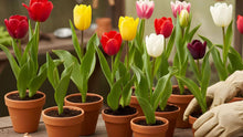 Tulips and Memorial Planning: A Guide