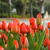 Tulips, Cremation, and Meaningful Memorials
