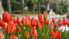Tulips, Cremation, and Meaningful Memorials