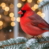 Red Cardinal at Christmas Meaning: Symbolism, Myths, and What’s Actually True - Funeral.com, Inc.